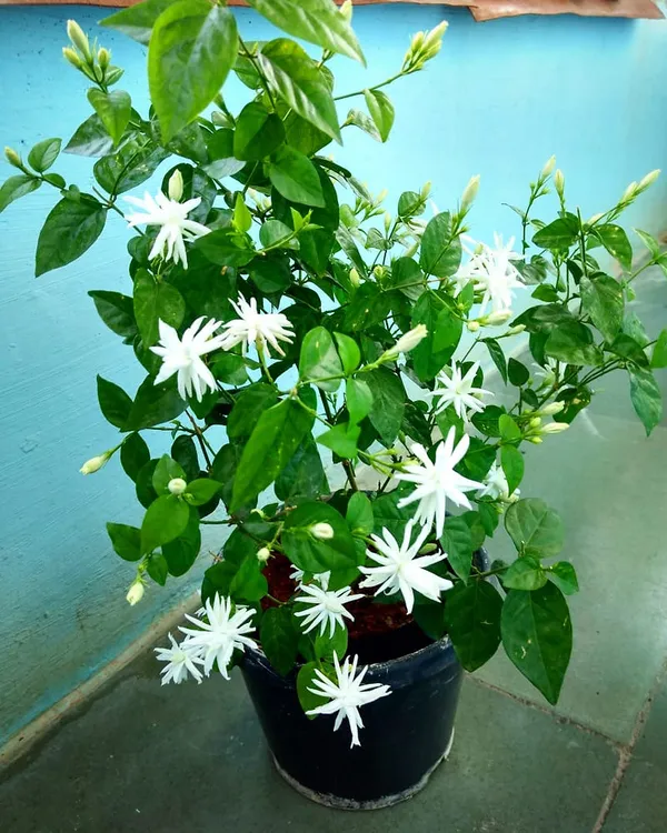 Mogra/Arabian_Jasmine_Live_Flowering_Plant_(1.5-3.5_Ft_Height)