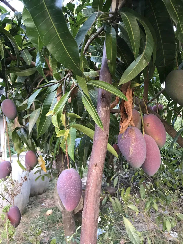 Expensive_Japanese_Miyazaki__Smooth_Texture_Mango_Fruit_Plant_&_Tree_(1.5-3.5_Ft_Height)_Pack_Of_1
