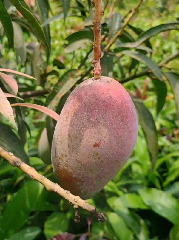 Expensive_Japanese_Miyazaki__Smooth_Texture_Mango_Fruit_Plant_&_Tree_(1.5-3.5_Ft_Height)_Pack_Of_1