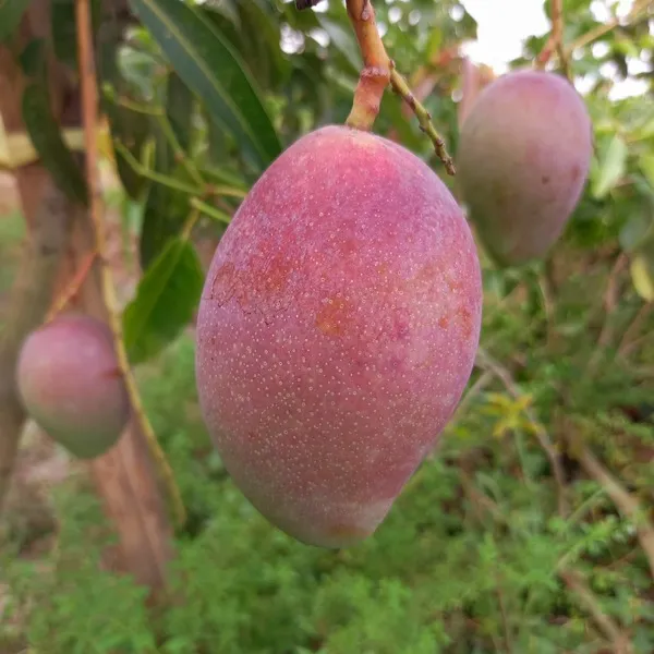 Expensive_Japanese_Miyazaki__Smooth_Texture_Mango_Fruit_Plant_&_Tree_(1.5-3.5_Ft_Height)_Pack_Of_1