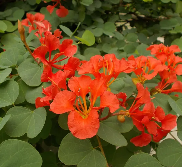Bauhinia_Live_Flowering_Plant_&_Tree_For_Enhance_Your_Home/Office/Garden_Beauty_(1.5-3.5_Ft_Plant_Height)_Pack_Of_1