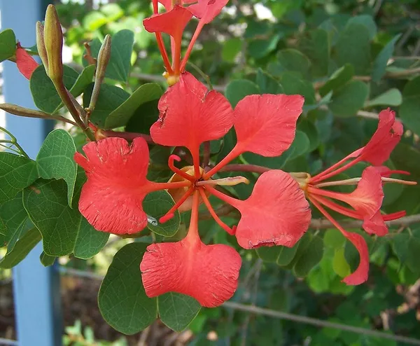 Bauhinia_Live_Flowering_Plant_&_Tree_For_Enhance_Your_Home/Office/Garden_Beauty_(1.5-3.5_Ft_Plant_Height)_Pack_Of_1