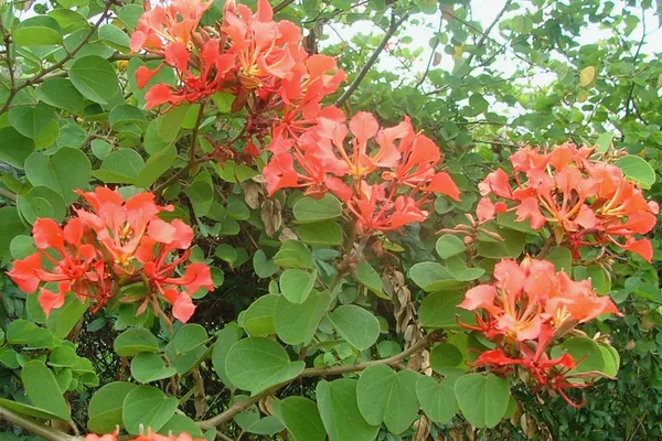 Bauhinia_Live_Flowering_Plant_&_Tree_For_Enhance_Your_Home/Office/Garden_Beauty_(1.5-3.5_Ft_Plant_Height)_Pack_Of_1