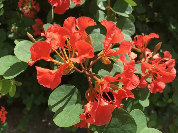 Bauhinia_Live_Flowering_Plant_&_Tree_For_Enhance_Your_Home/Office/Garden_Beauty_(1.5-3.5_Ft_Plant_Height)_Pack_Of_1
