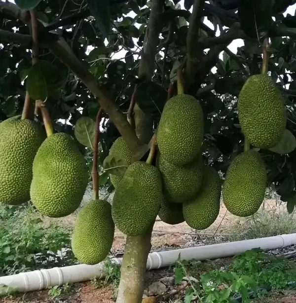 Thai_Variety_12_Month/All_Time_Jackfruit_Plant_&_Tree_(Pack_Of_1)_Well_Watered_Kathal_Live_Fruit_Plant_(1.5-3.5_Ft_Height)