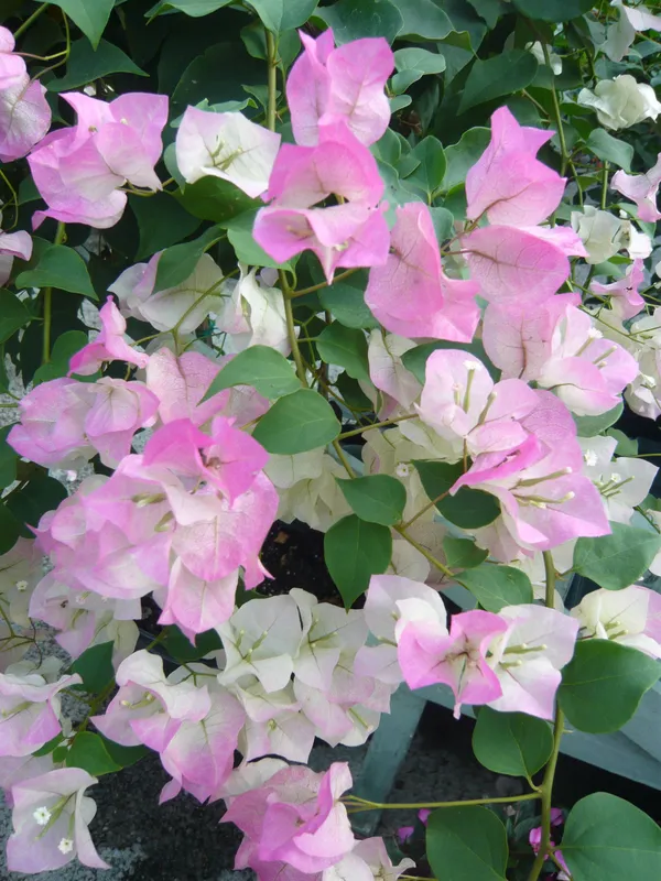Bougainvillea_Thai_Delight_Gorgeous_Flower_Plant_&_Tree_For_Home_Garden_(1.5-3.5_Ft_Height)_Well_Watered_Healthy_Bougainvillea_Plant,_Pack_Of_1