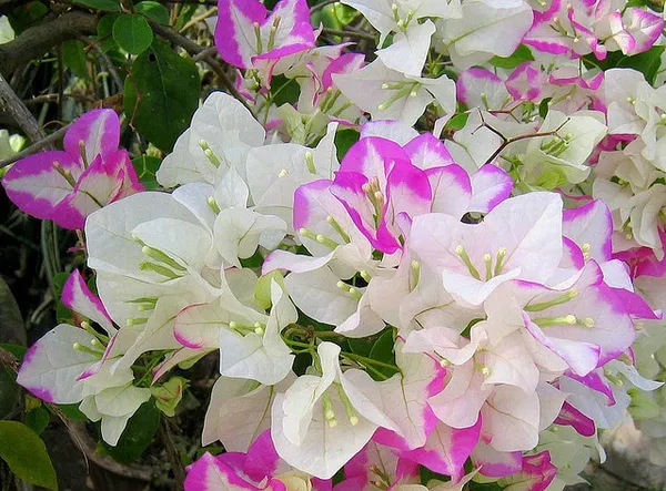 Bougainvillea_Thai_Delight_Gorgeous_Flower_Plant_&_Tree_For_Home_Garden_(1.5-3.5_Ft_Height)_Well_Watered_Healthy_Bougainvillea_Plant,_Pack_Of_1