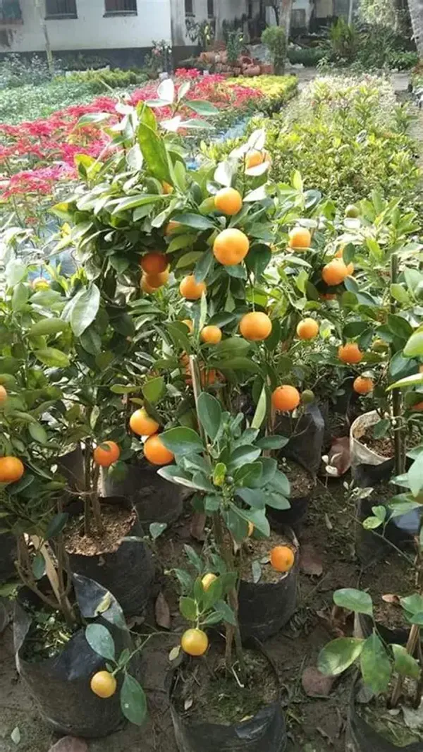 Dwarf_Variety_Chinese_Orange_Live_Fruit_Plant_&_Tree_(1.5-3.5_Ft_Height)_For_Home_Garden,_Pack_Of_1