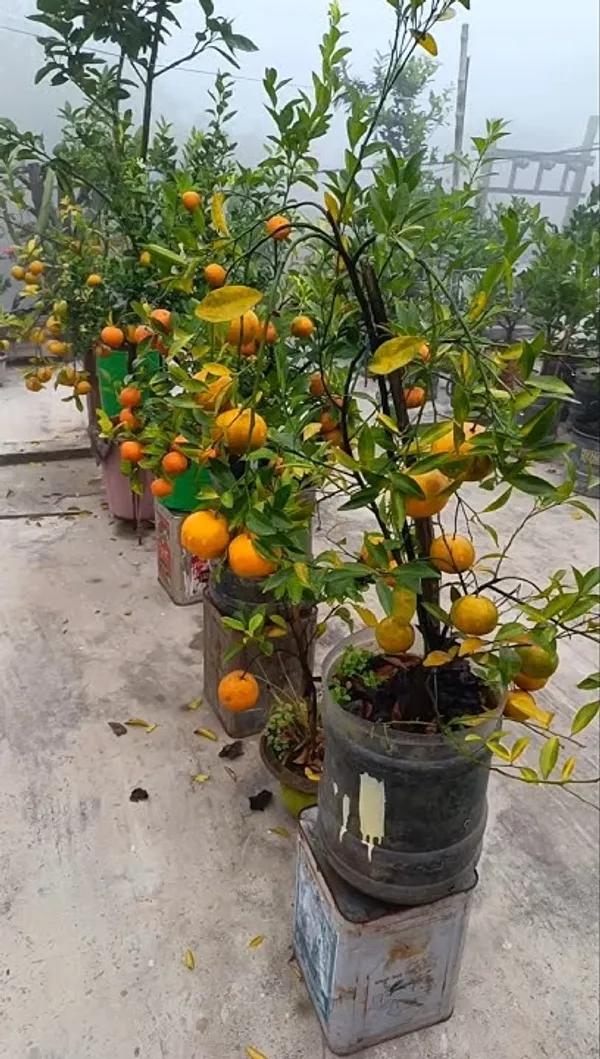 Dwarf_Variety_Chinese_Orange_Live_Fruit_Plant_&_Tree_(1.5-3.5_Ft_Height)_For_Home_Garden,_Pack_Of_1