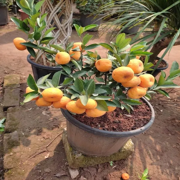 Aquinnah Dwarf Variety Chinese Orange Live Fruit Plant & Tree (1.5-3.5 ...