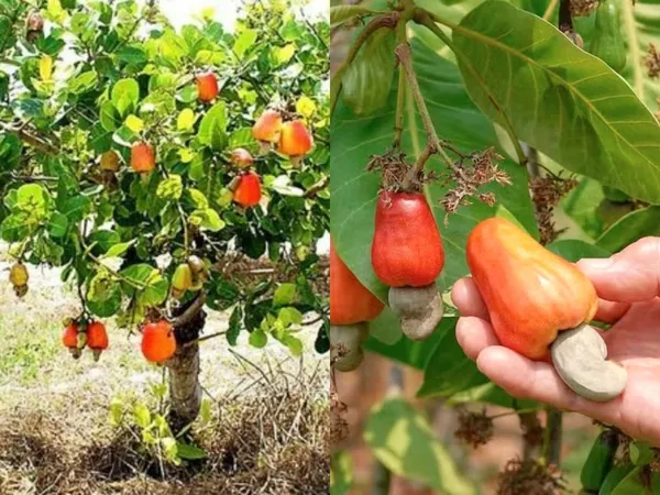 Cashew_Nut_Plant_Hybrid