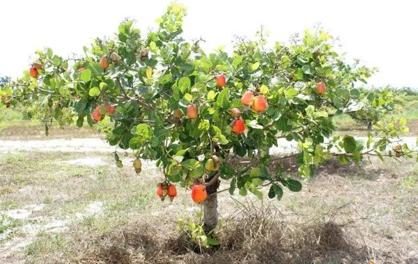 Cashew_Nut_Plant_Hybrid