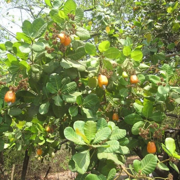 Cashew_Nut_Plant_Hybrid