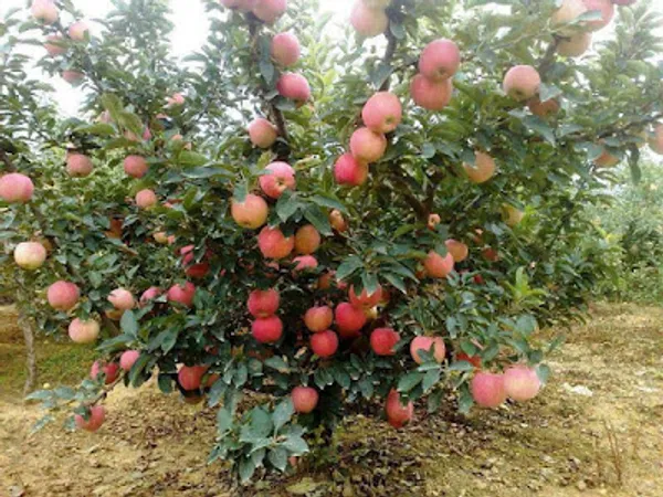 Hot_Place_Apple_Plant_Harimon-99_Apple_Plant
