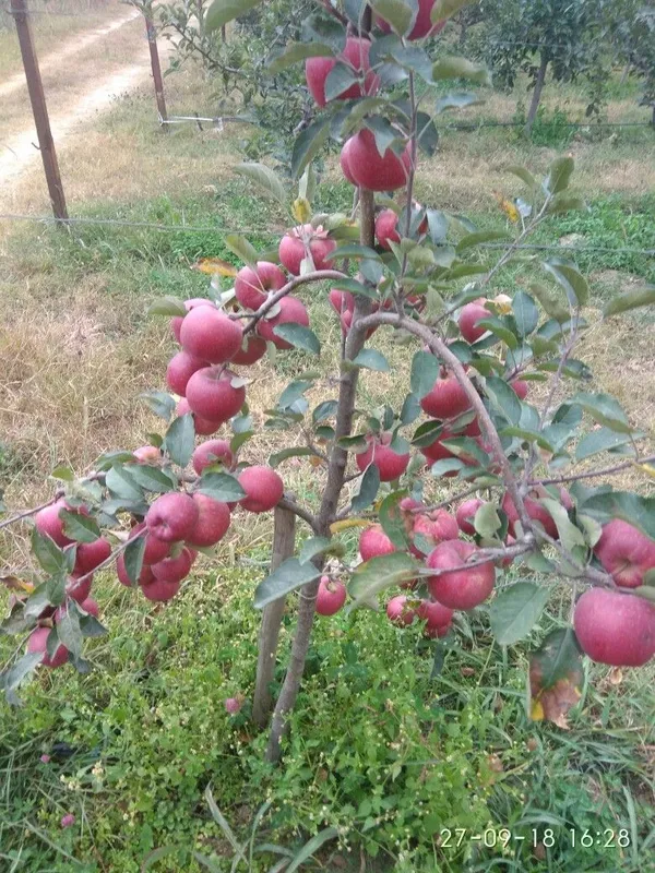 Hot_Place_Apple_Plant_Harimon-99_Apple_Plant