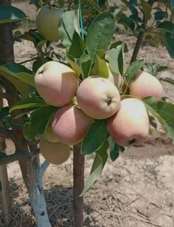 Hot_Place_Apple_Plant_Harimon-99_Apple_Plant