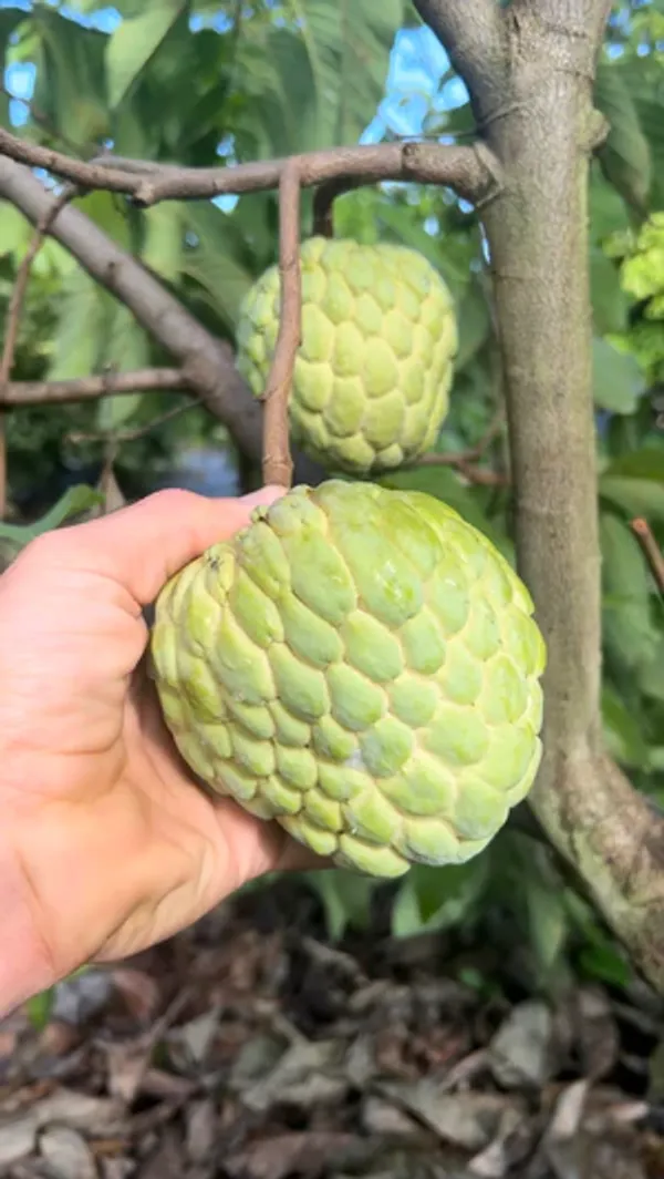Thai_Golden/Yellow_Sugar_Apple_Sitafal_Live_Fruit_Plant_&_Tree_-_Rare_Red_Custard_Apple_Grafted_Live_Plants_&_Tree1-1.5_Ft_Size_Hybrid_Healthy_Plant_And_Tree