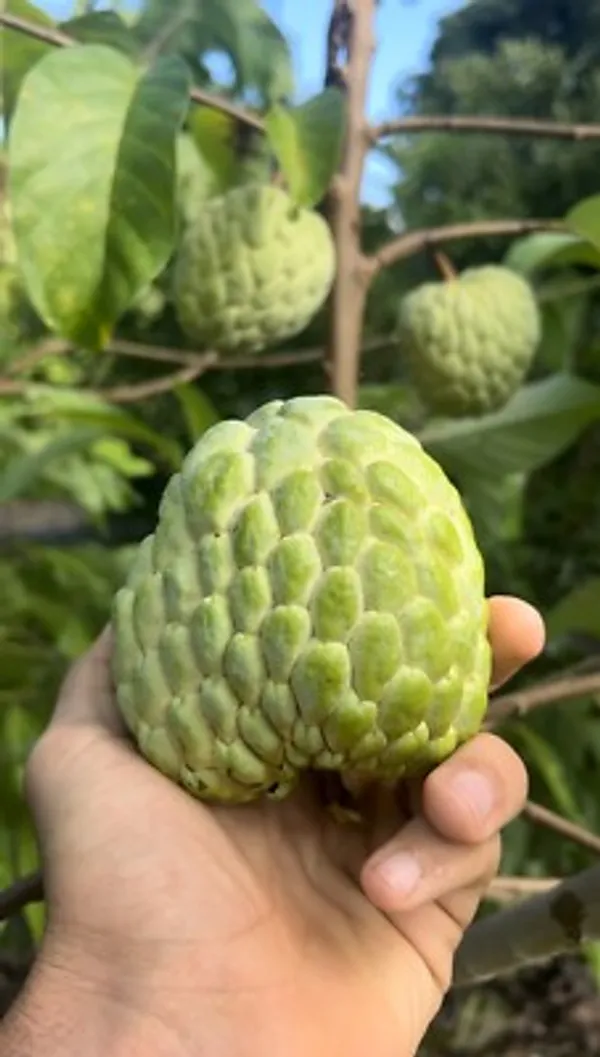 Thai_Golden/Yellow_Sugar_Apple_Sitafal_Live_Fruit_Plant_&_Tree_-_Rare_Red_Custard_Apple_Grafted_Live_Plants_&_Tree1-1.5_Ft_Size_Hybrid_Healthy_Plant_And_Tree