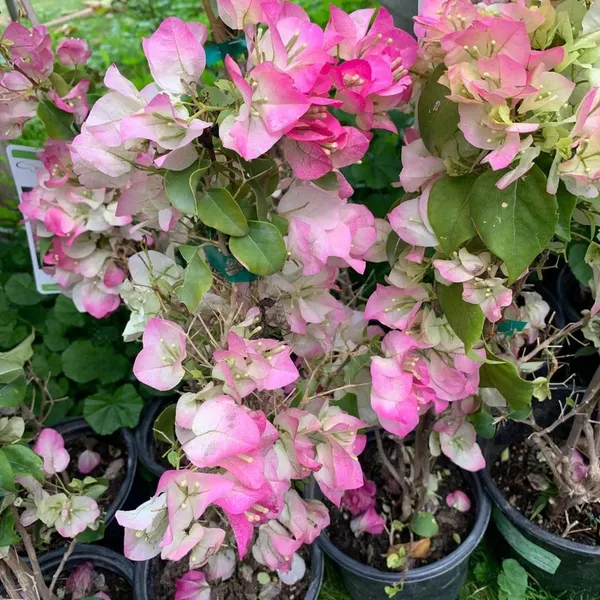 Gorgeous_Pink_Bougainvillea_Shrub_Flower_Plant_&_Tree_For_Home_Decor/Gardening_(1.5-3.5_Ft_Height)_Pack_Of_1