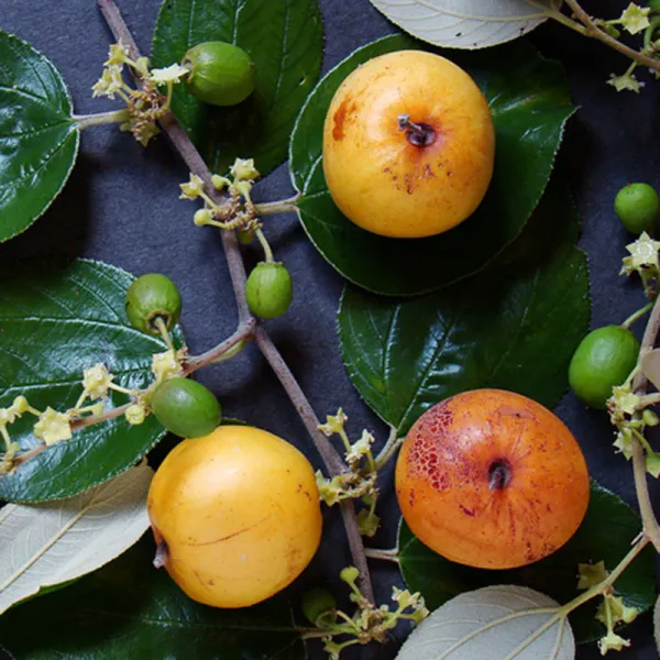 Thai_Hybrid_Jujubee_Gola_Fruit_Plant_Grafted,