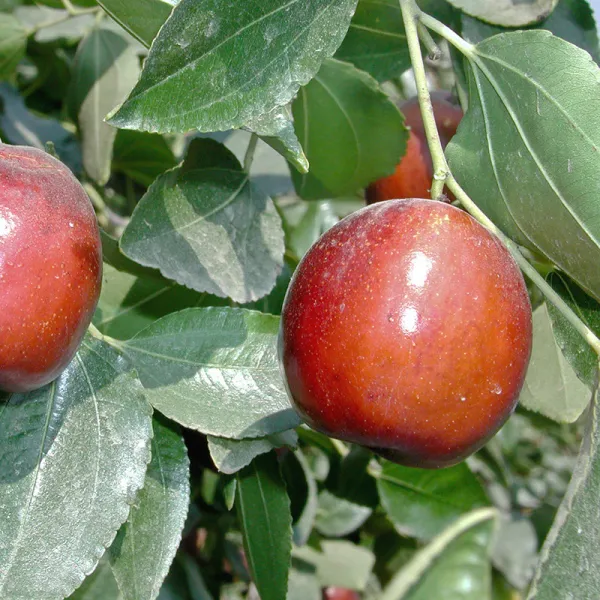 Thai_Hybrid_Jujubee_Gola_Fruit_Plant_Grafted,
