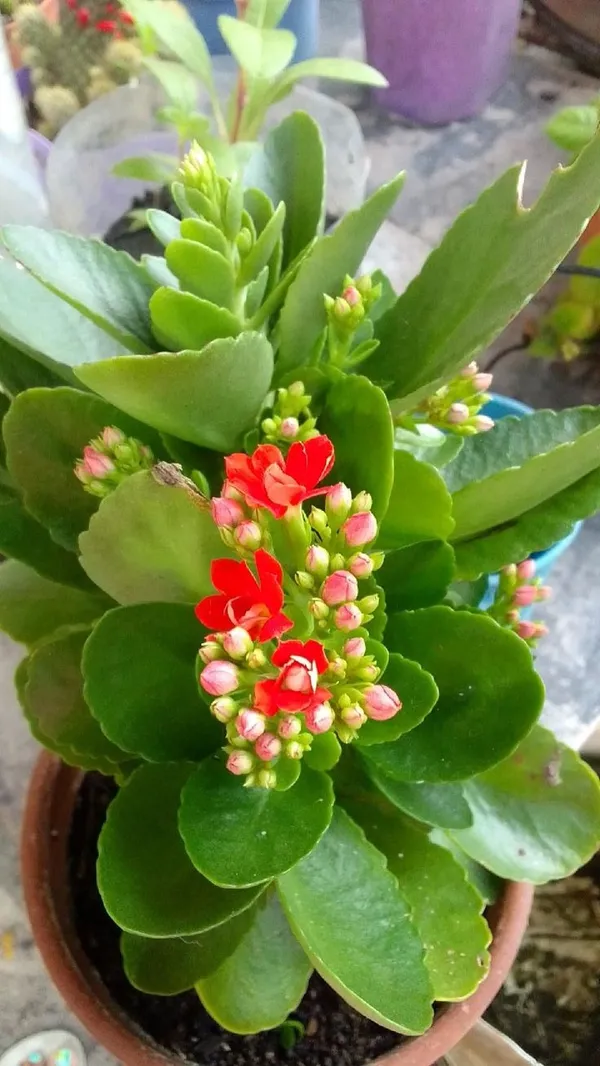 Florist_Kalanchoe__Flower_Plant_(pack_on_1)