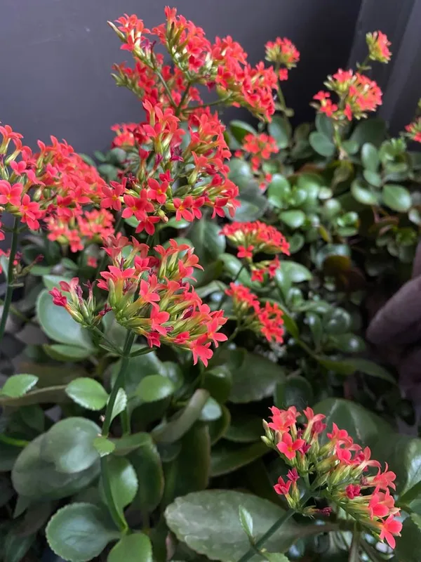 Florist_Kalanchoe__Flower_Plant_(pack_on_1)