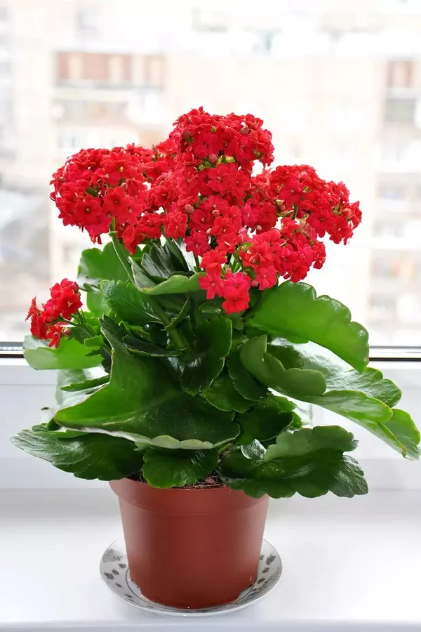 Florist_Kalanchoe__Flower_Plant_(pack_on_1)
