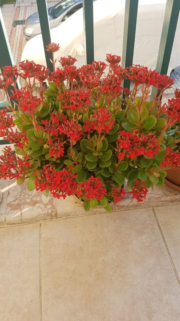 Florist_Kalanchoe__Flower_Plant_(pack_on_1)