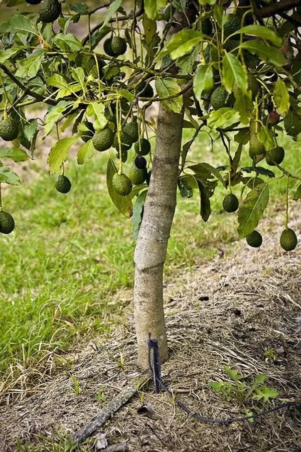 Avocado__Fruit_Plant