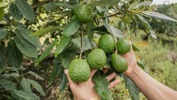 Avocado__Fruit_Plant