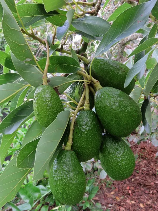 Avocado__Fruit_Plant