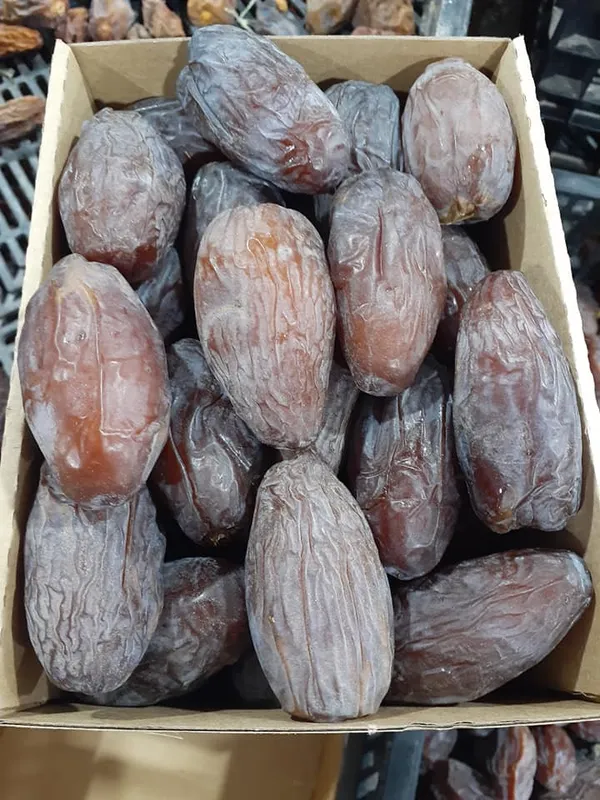 Arabian_Dates_Plam/Ajwa_Khajoor_Healthy_Fruit_Plant,_Pack_Of_1