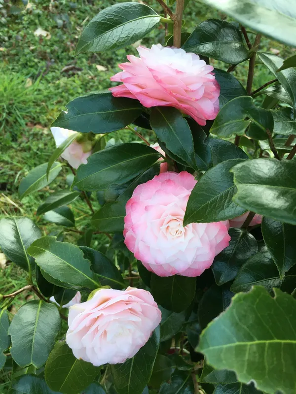 Japonica_Variety_Camellia_Live_Flower_Plant_&_Tree_For_Your_Sweet_Home_Garden_(1.5-3.5_Ft_Height)_Pack_Of_1