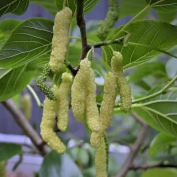 Shahtoot_live_fruit_plant/mulberry_fruit_live_plant_For_Home_Gardening(_Pack_Of_1)
