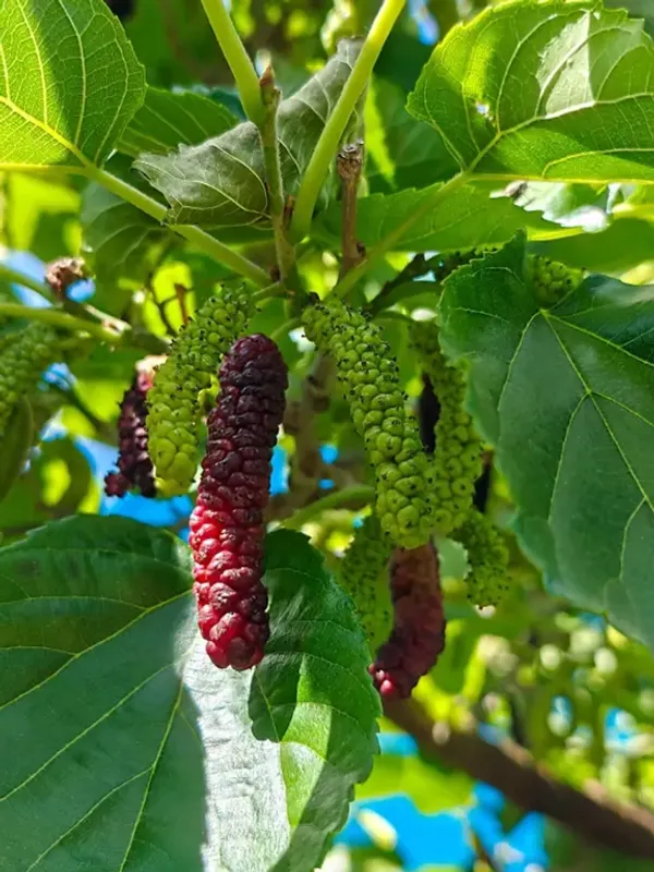 Shahtoot_live_fruit_plant/mulberry_fruit_live_plant_For_Home_Gardening(_Pack_Of_1)
