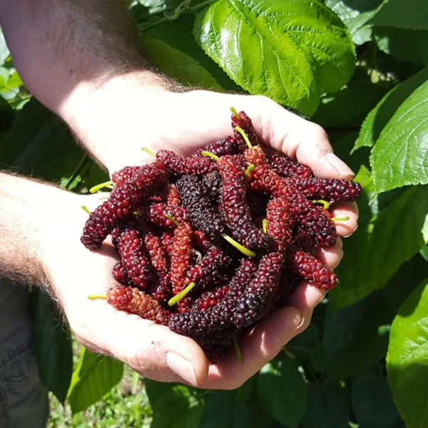 Shahtoot_live_fruit_plant/mulberry_fruit_live_plant_For_Home_Gardening(_Pack_Of_1)
