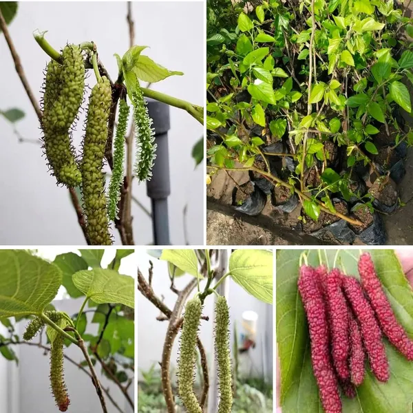 Shahtoot_live_fruit_plant/mulberry_fruit_live_plant_For_Home_Gardening(_Pack_Of_1)