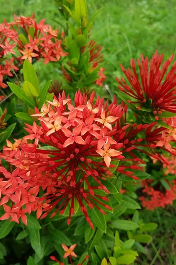 ixora_combo_rukmimi_rangan_ixora_red,yellow,whithe_and_pink_colour_ixora_flower_plants