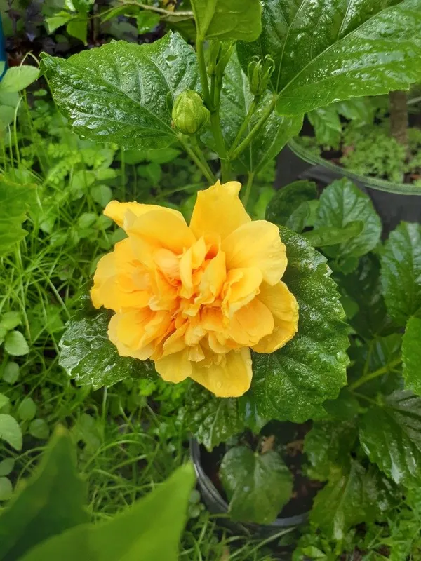 Double_Petal_Yellow_Hibiscus_Easy_To_Grow_Flower_Plant_For_Home_Garden,_(Pack_Of_1)
