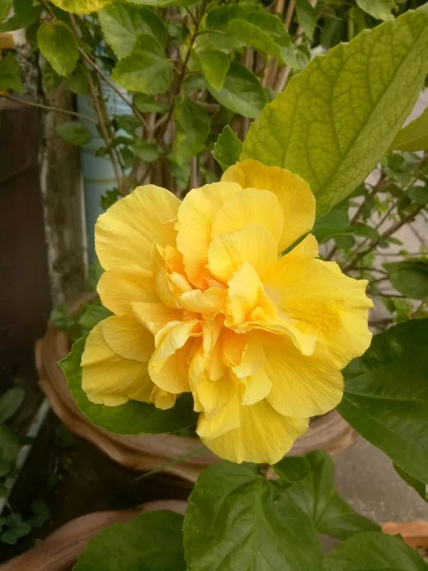 Double_Petal_Yellow_Hibiscus_Easy_To_Grow_Flower_Plant_For_Home_Garden,_(Pack_Of_1)