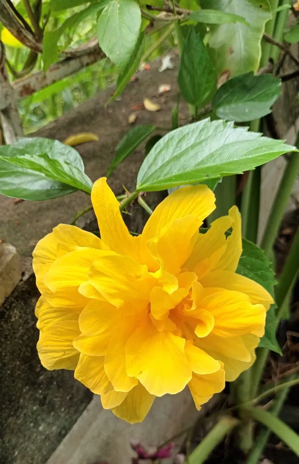 Double_Petal_Yellow_Hibiscus_Easy_To_Grow_Flower_Plant_For_Home_Garden,_(Pack_Of_1)