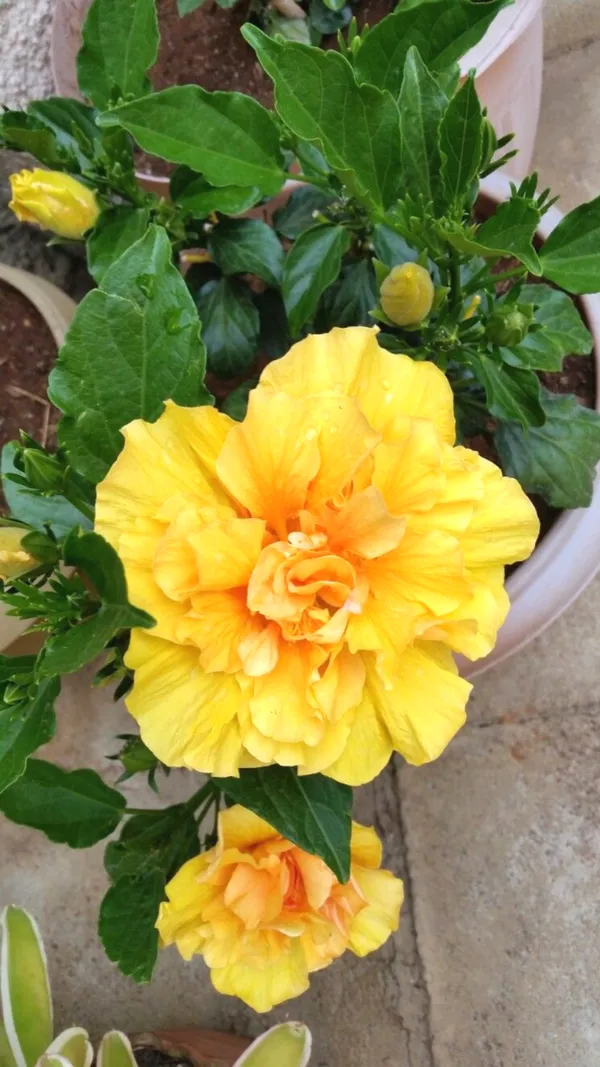 Double_Petal_Yellow_Hibiscus_Easy_To_Grow_Flower_Plant_For_Home_Garden,_(Pack_Of_1)