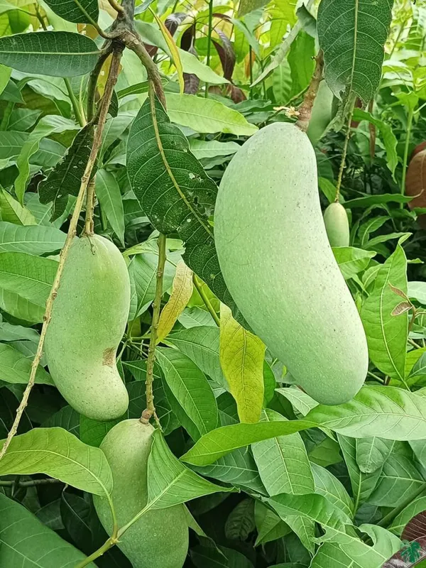 Mahachonak_Most_Expensive_Mango_Fruit_Live_Plant_&_Tree_(1.5-3.5_Ft_Hight)_For_Home_Gardening__Hybrid_Mahachonak_Mango_Plant_(Pack_Of_1)