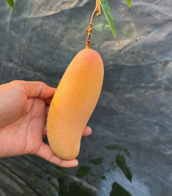 Mahachonak_Most_Expensive_Mango_Fruit_Live_Plant_&_Tree_(1.5-3.5_Ft_Hight)_For_Home_Gardening__Hybrid_Mahachonak_Mango_Plant_(Pack_Of_1)