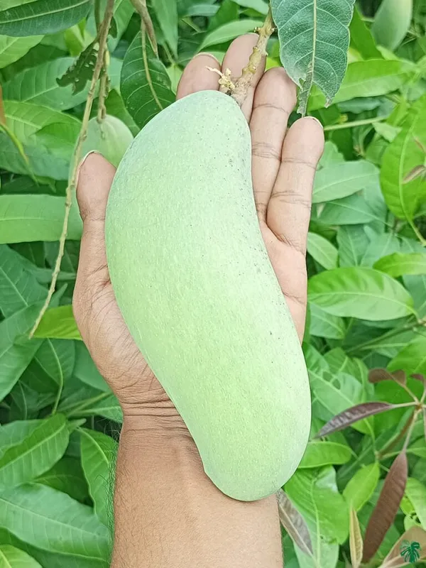 Mahachonak_Most_Expensive_Mango_Fruit_Live_Plant_&_Tree_(1.5-3.5_Ft_Hight)_For_Home_Gardening__Hybrid_Mahachonak_Mango_Plant_(Pack_Of_1)