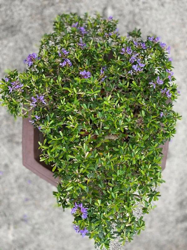 Blue_Bell_Flower_Plant_For_Your_Sweet_Home_Decor/Indoor_Plant/Gardening_(Pack_Of_1)