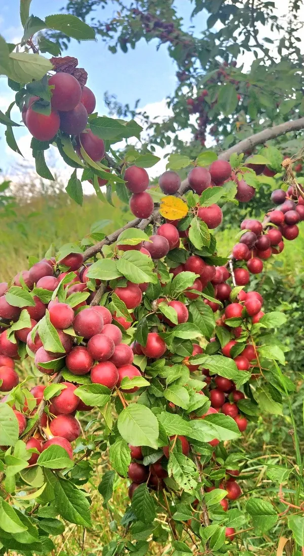 Thai_Grafted_Alubhukara_Live_Fruit_1.5-3.5_Ft_Hybrid_Plant