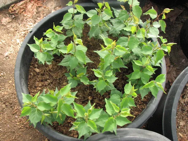 Seedling_Apricot_Live_Fruit_Plant&_Tree_(1.5-3.5_Ft_Height)_For_Home_Garden_Well_Watered_Hybrid_Apricot_Plant_(Pack_Of_1)