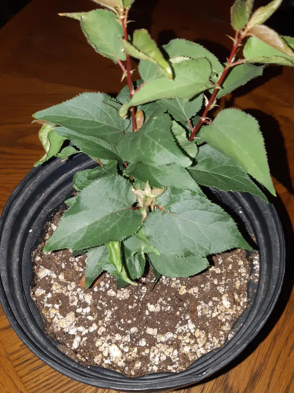 Seedling_Apricot_Live_Fruit_Plant&_Tree_(1.5-3.5_Ft_Height)_For_Home_Garden_Well_Watered_Hybrid_Apricot_Plant_(Pack_Of_1)